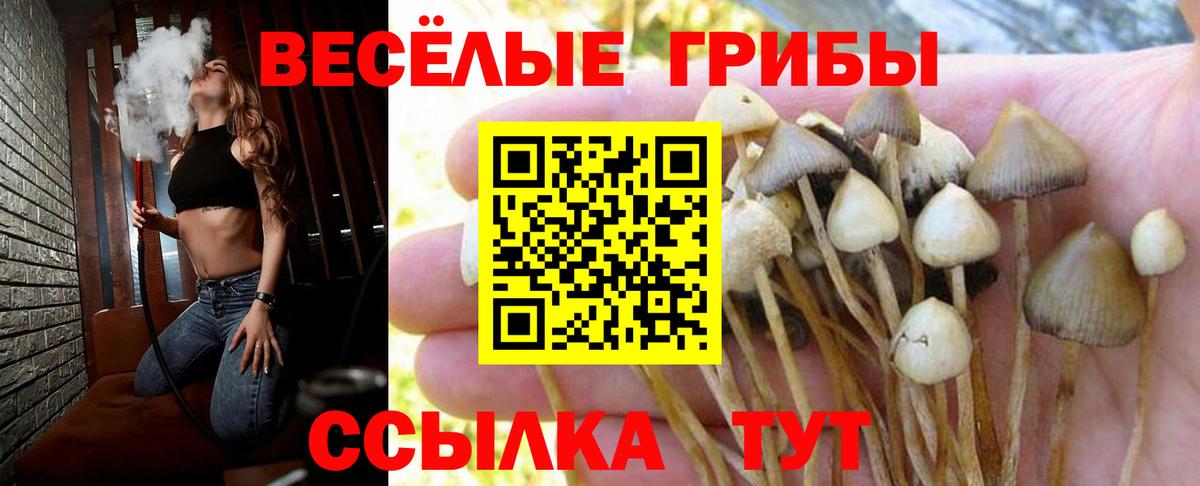 купить наркотики сайты  Псилоцибиновые грибы MAGIC MUSHROOMS  Вход с VPN  Брянск 
